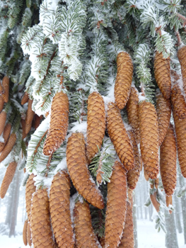 Cônes allongés (10-16 cm), d'abord dressés puis pendants à maturité et ne se désagrégeant pas, on les retrouve entiers sur le sol lorsqu'ils sont tombés. Agrandir dans une nouvelle fenêtre (ou onglet)